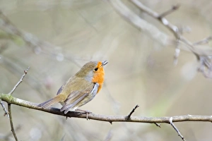 Images Dated 15th February 2012: Picture No. 10889072