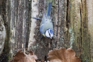 Images Dated 16th February 2012: Picture No. 10889076