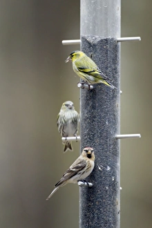 Images Dated 16th February 2012: Picture No. 10889077