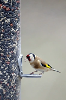 Images Dated 16th February 2012: Picture No. 10889080