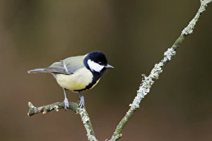 Images Dated 16th February 2012: Picture No. 10889083