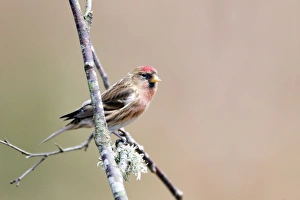 Images Dated 15th February 2012: Picture No. 10889088