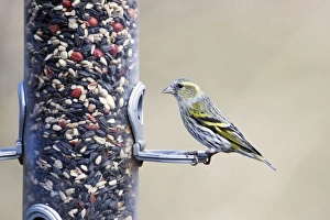 Images Dated 15th February 2012: Picture No. 10889095