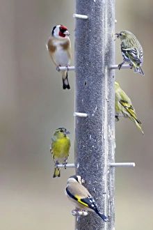 Images Dated 15th February 2012: Picture No. 10889101