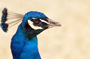 Peacock Prints: Picture No. 10889103