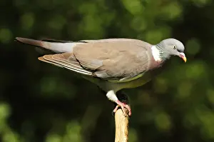 Columba Prints: Picture No. 10889111