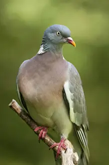 Columba Prints: Picture No. 10889131