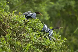Snakebird Prints: Picture No. 10889137