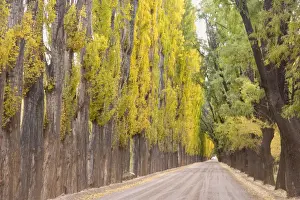 Avenue Prints: Picture No. 10889151
