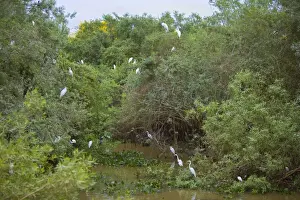 Anhingas Prints: Picture No. 10889162