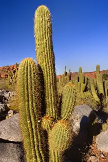 Echinopsis Prints: Picture No. 10889189