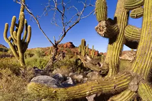 Echinopsis Prints: Picture No. 10889190