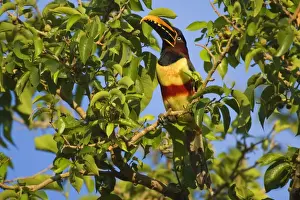 Aracari Prints: Picture No. 10889213