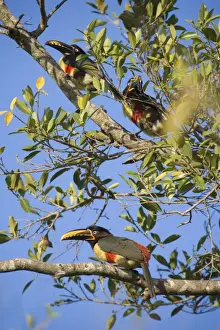 Ficus Prints: Picture No. 10889214