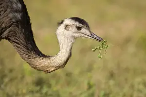 Rhea Prints: Picture No. 10889283