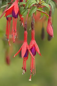 Fuchsia Prints: Picture No. 10889304