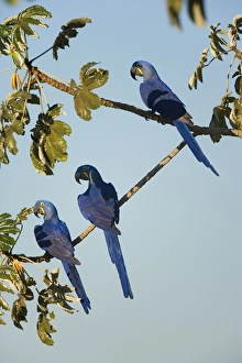 Images Dated 21st July 2010: Picture No. 10889319