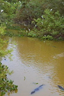 Caimans Collection: Picture No. 10889365
