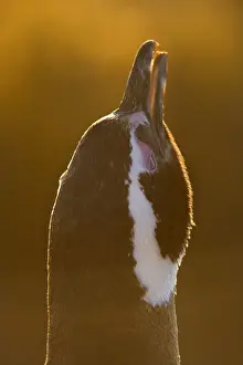 Light Prints: Picture No. 10889387