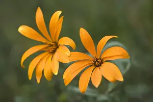 Blooms Prints: Picture No. 10889404