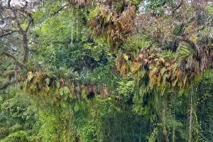 Epiphytes Prints: Picture No. 10889454