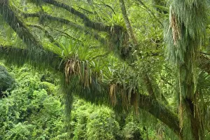 Epiphytes Prints: Picture No. 10889455