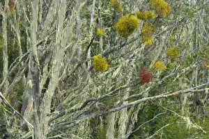 Beeches Prints: Picture No. 10889555