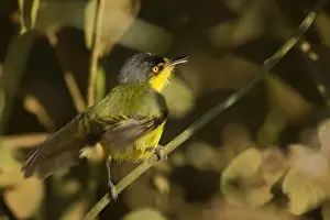Flycatcher Prints: Picture No. 10889602