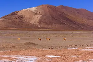 Vicunas Prints: Picture No. 10889624
