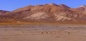 Vicunas Prints: Picture No. 10889625