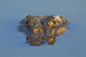 Picture No. 10889648