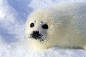 Seals Collection: Picture No. 10889678