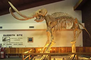 Mammoth Prints: Picture No. 10889698