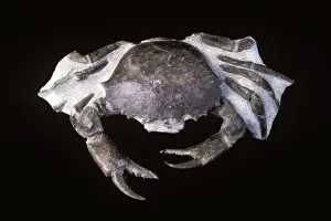 Miocene Prints: Picture No. 10889707