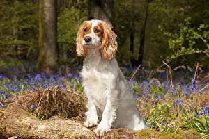 Cocker Prints: Picture No. 10889725