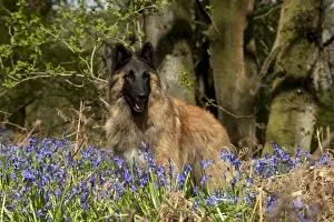 Tervuren Prints: Picture No. 10889734