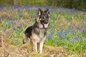 Tervuren Prints: Picture No. 10889738