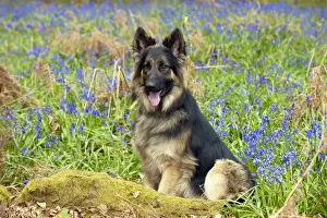 Tervuren Prints: Picture No. 10889739