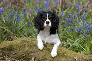 Picture No. 10889751