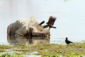 Ravens Prints: Picture No. 10889867