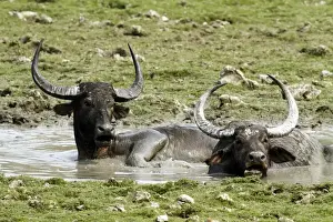 Buffalos Prints: Picture No. 10889887