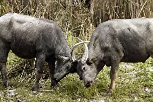 Buffalos Prints: Picture No. 10889890
