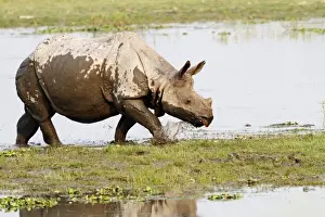 Unicornis Prints: Picture No. 10889902