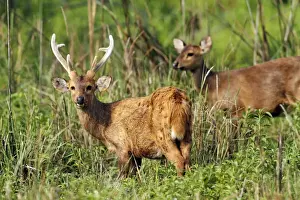 Cervus Prints: Picture No. 10889906