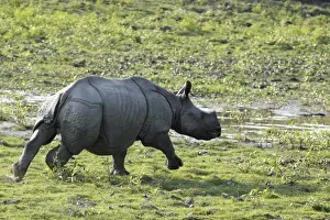 Unicornis Prints: Picture No. 10889907