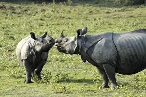 Unicornis Prints: Picture No. 10889908
