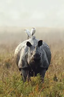 Horned Prints: Picture No. 10889939