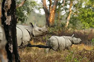 Unicornis Prints: Picture No. 10889951