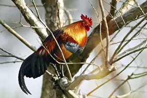 Gallus Prints: Picture No. 10889956