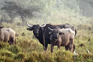 Buffalos Prints: Picture No. 10889963